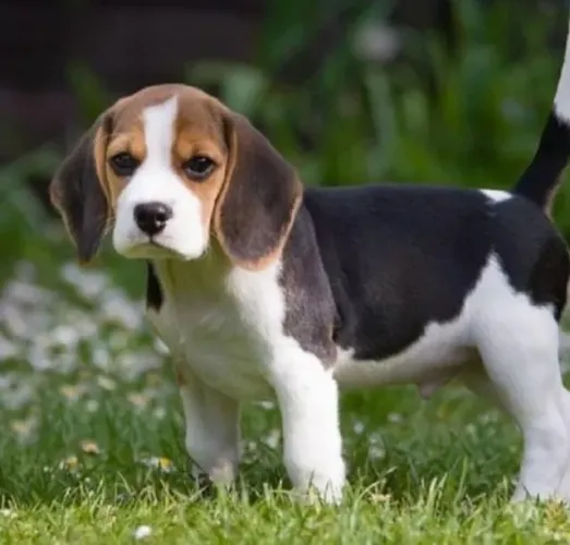 Filhotes de Beagle | Filhote lindo para conquistar toda a casa.