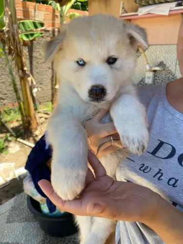 Filhote de husky siberiano