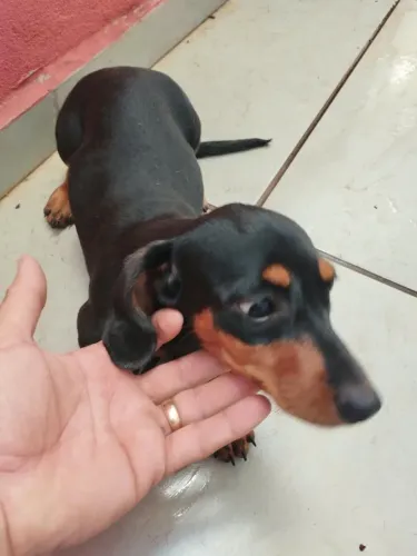 Basset