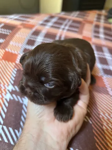 Cachorro