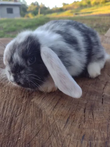Mini Lop Uruguaio 
