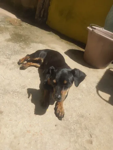 Adoção responsável 