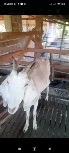Cabras