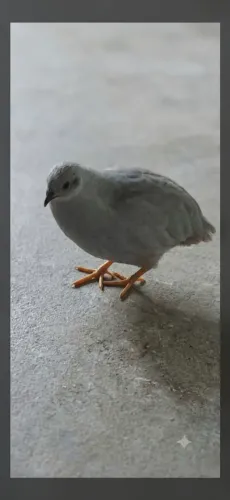 Codorna