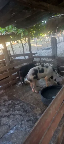 Porcas e Barrão  