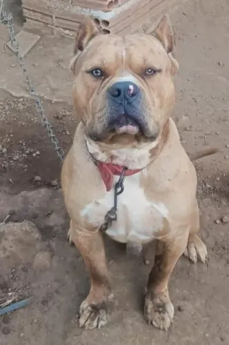 Cachorro Pit monste 