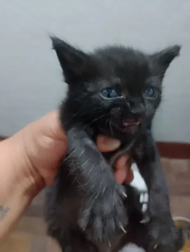 Doação gato macho