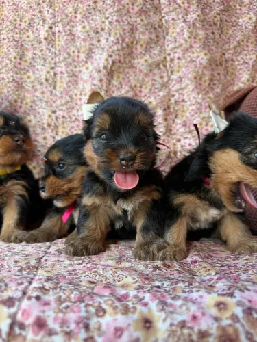 Filhotes de Yorkshire Terrier