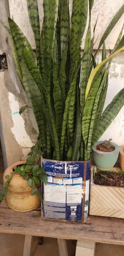 Planta variadas,