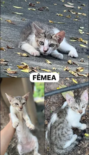 Adoção Responsável 