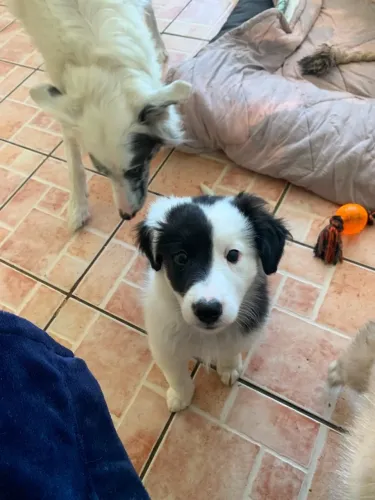 Filhote de Border Collie Macho