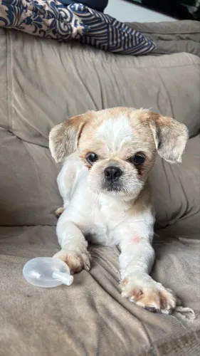 Vendo mini shitzu 8 meses 