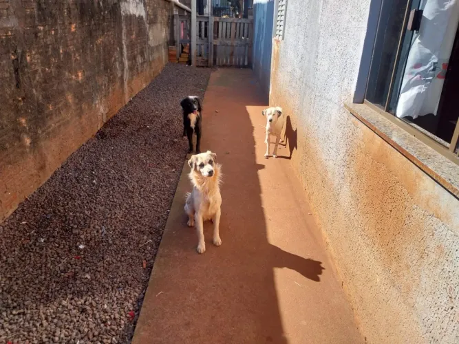 Cachorros machos para adoção