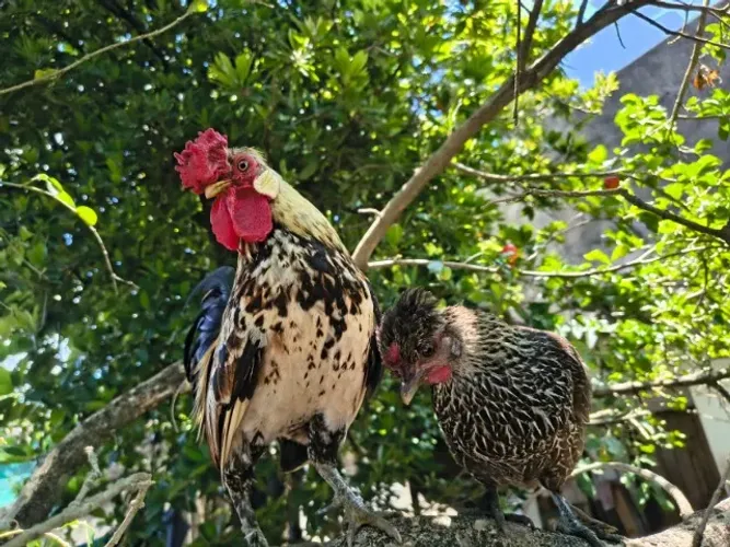 Casal de Garnizé Lindo e Saudável-R$ 60 o Casal (Igarassu)