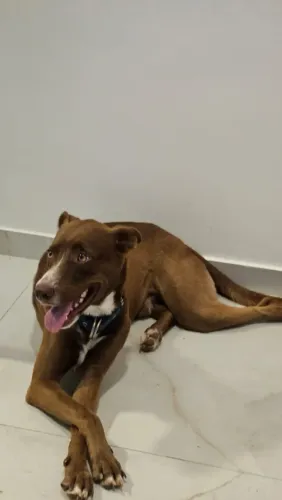 DOAÇÃO RESPONSÁVEL- CACHORRO BOB