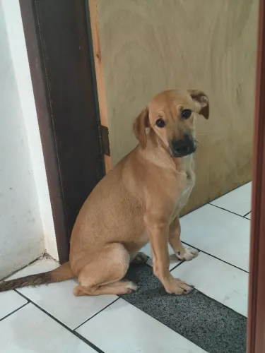Cachorro Fêmea para adoção