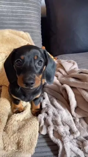 Dachshund Mini alegra sua casa hoje fêmea