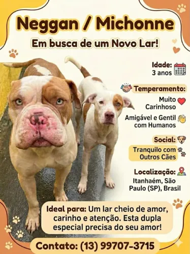 Doação American Bully