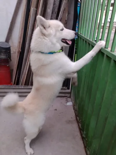FILHOTES DE HUSKY SIBERIANO 