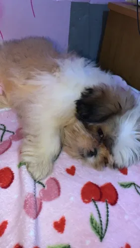 Vende-se Shih Tzu