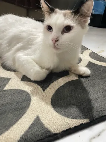 Gata castrada adulta - disponível pra adoção 