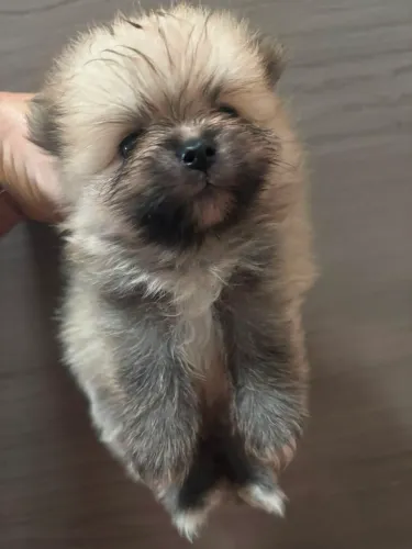 Lulu miniaturinha , puro bibelo