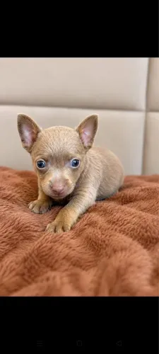 Pinscher miniatura