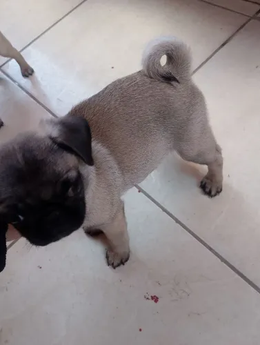 Cachorro Pug 