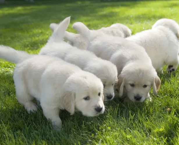 Golden Retriever : Filhotes Alto Padrão Puros