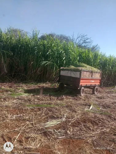 Silagem capiaçu com milho