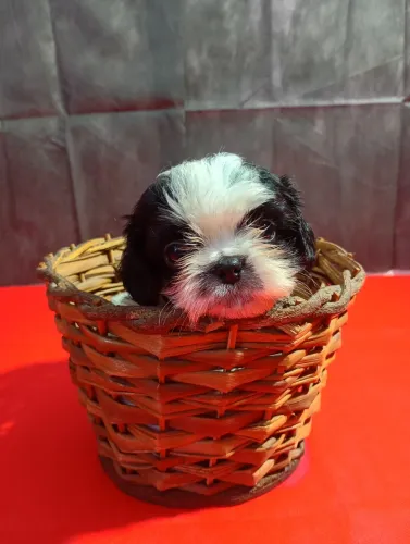 Doação de filhote shihtzu Macho