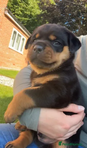 Cãozinho rottweiler linhagem selecionada dócil e saudável ativa