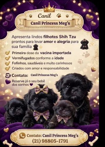 Filhotes de shih-tzu