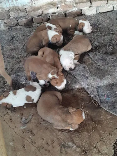 Vende-se cachorro boxer com 45 dias de nascido