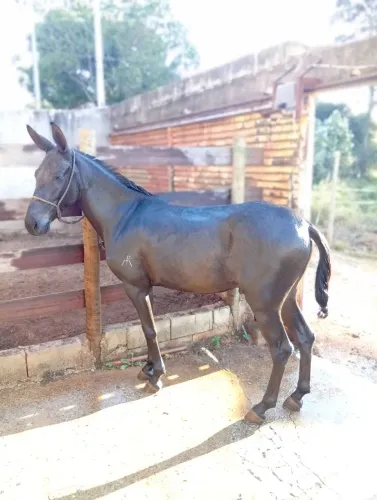 Burro registrado