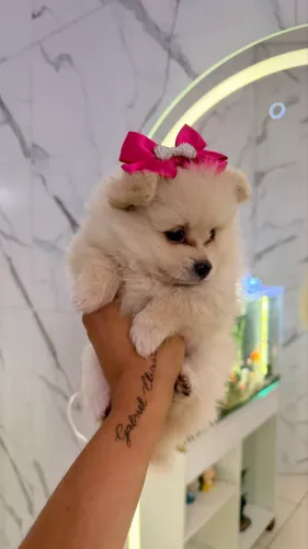 Spitz alemão