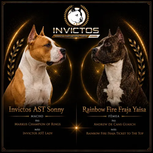 Filhotes de American Staffordshire Terrier 