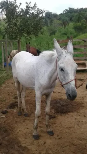 Mula branca