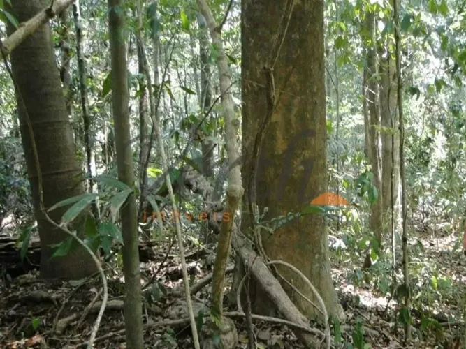 Fazenda com 25.791,500 hectares para compensação ambiental bioma amazônico - Novo Aripuanã