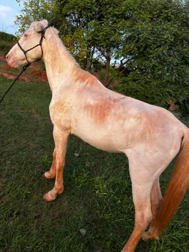 Animal 