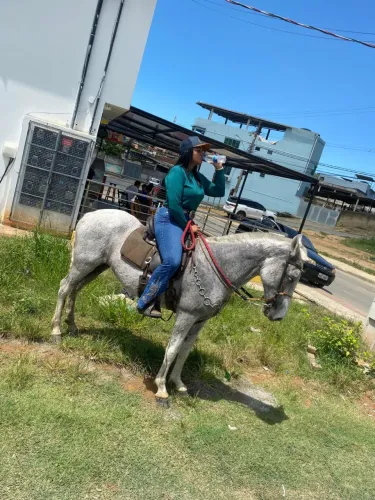 Cavalo (Égua)