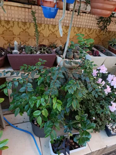 Jaboticabeira com 90 cm no valor de 120