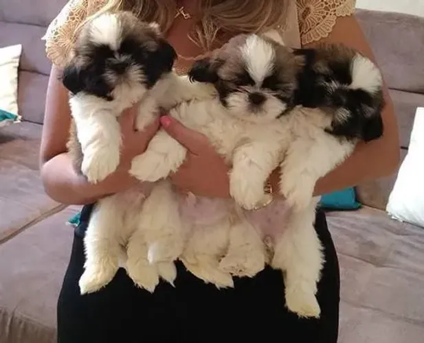 Shih Tzu - Filhotes lindíssimos!! Excelente padrão da raça - Aceito Cartão!!