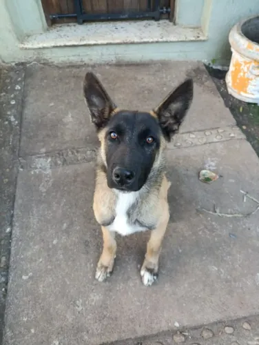 Doação filhote de pastor belga malinois Doação
