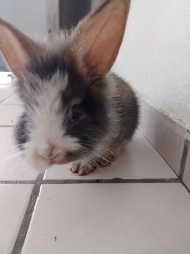 Vendo Coelho.