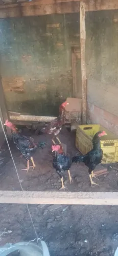 Frangos indio