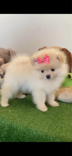 Spitz Alemão 