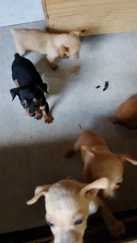 Cachorro pinscher 350.00