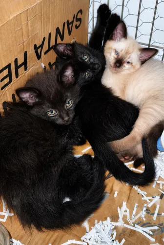 Adote um Gatinho
