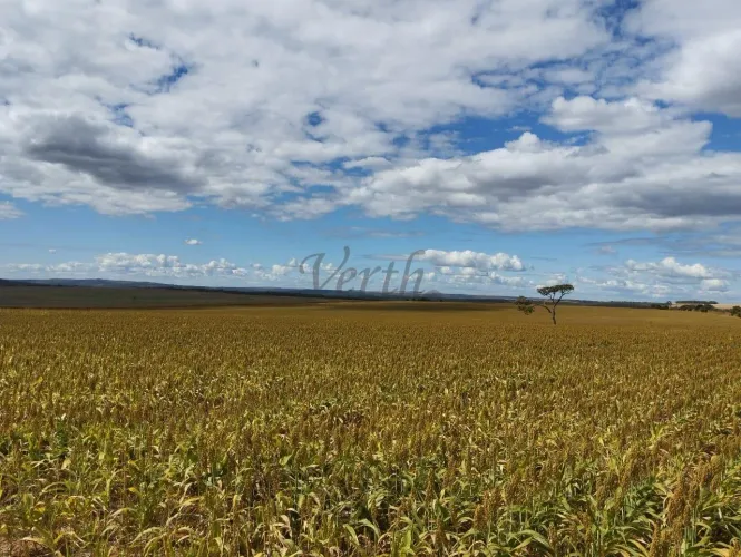 Fazenda à venda, 1600 hectares, Dupla aptidão, Formosa - GO